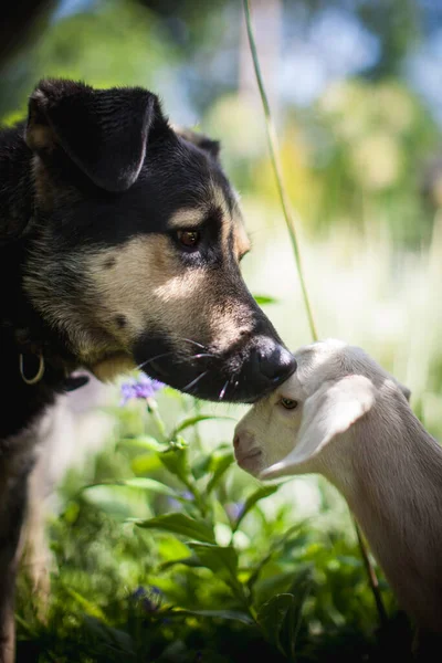 Собака с белым козлом в саду — стоковое фото