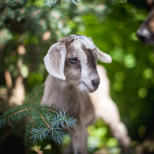 Mignon jeune chèvre grise dans un jardin — Photo
