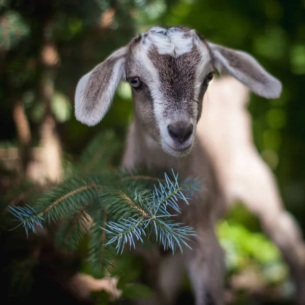 Mignon jeune chèvre grise dans un jardin — Photo