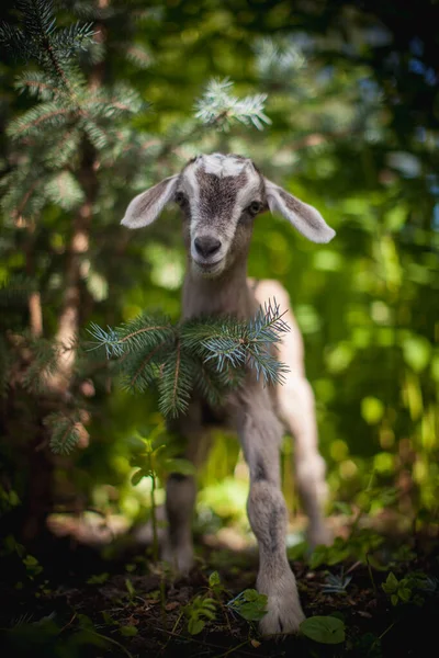 Carino giovane capra grigia in un giardino — Foto Stock