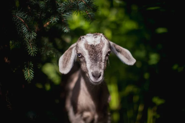 Bahçede sevimli, genç, gri bir keçi. — Stok fotoğraf
