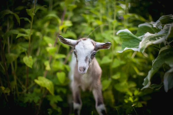 Niedliche junge graue Ziege in einem Garten — Stockfoto