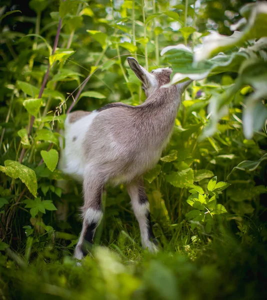 Cute young grey goatling in a garden — Stock Photo, Image