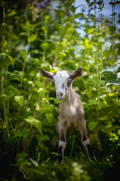 Carino giovane capra grigia in un giardino — Foto Stock