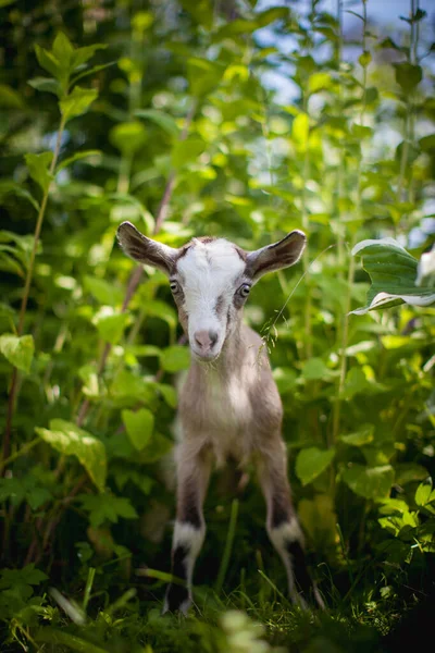 Carino giovane capra grigia in un giardino — Foto Stock