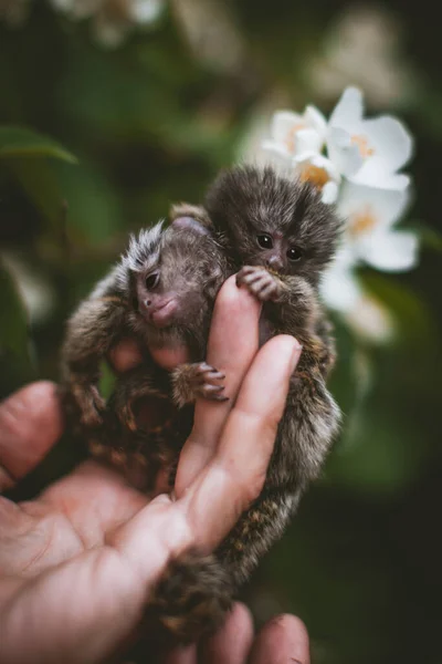 Wspólne marmozety dzieci w ogrodzie letnim na rękach człowieka — Zdjęcie stockowe