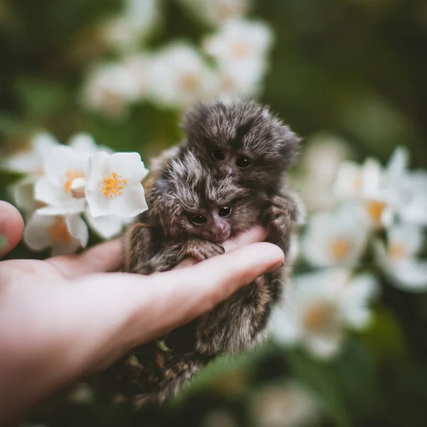 Die Äffchen-Babys im Sommergarten an menschlicher Hand — Stockfoto