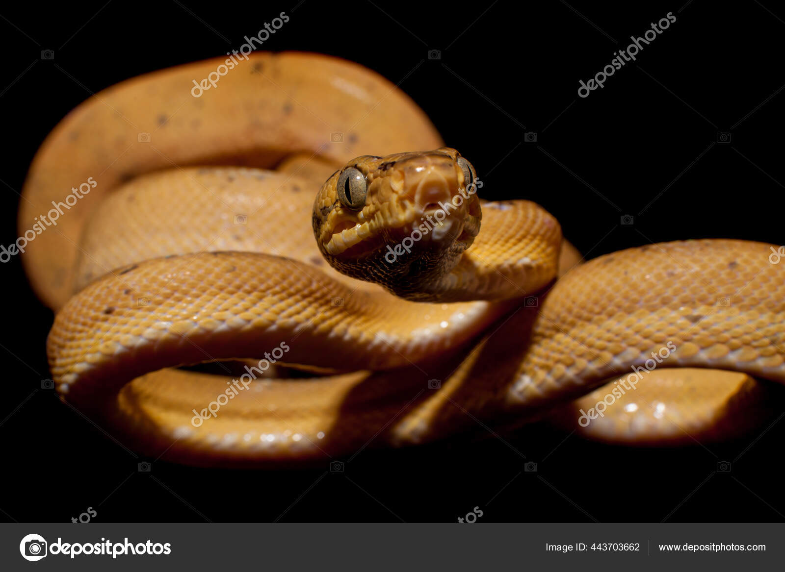 Red Amazon Tree Boa Isolated On Black Stock Photo By C Farinosa Red Amazon Tree Boa Isolated On Black Stock Photo By C Farinosa