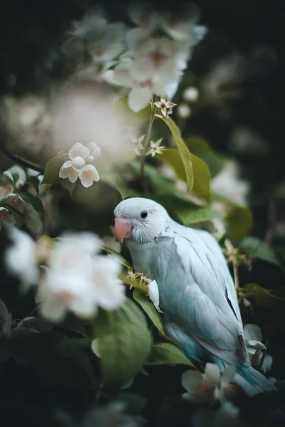 Niebieska papuga różana lub papużka z karczkiem na gałęzi w ogrodzie letnim — Zdjęcie stockowe