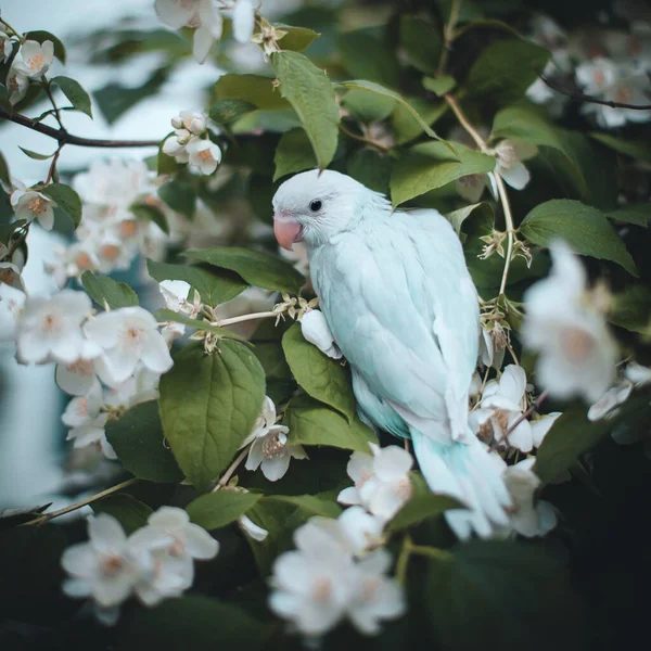 Perruche rose bleue ou à collier sur la branche dans le jardin d'été — Photo