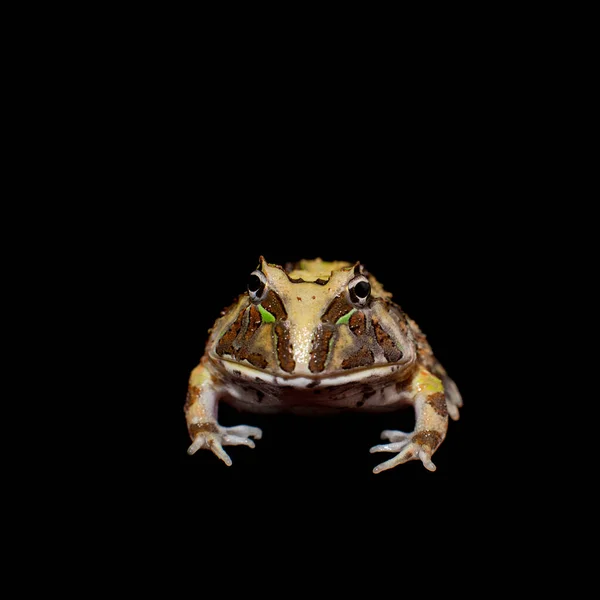 The Brazilian horned frog isolated on black — Stock Photo, Image