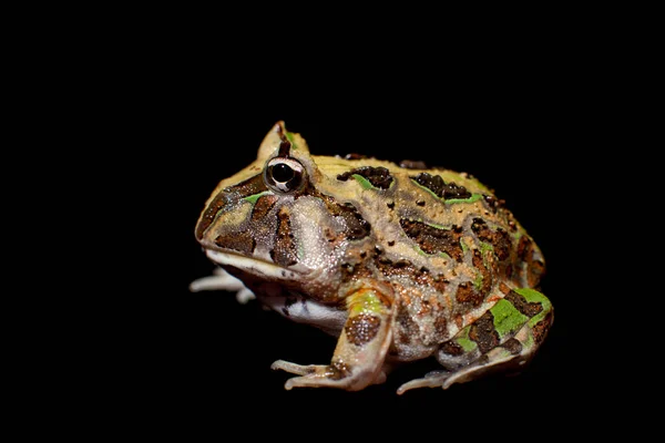 Бразильська рогата жаба, ізольована на чорному — стокове фото