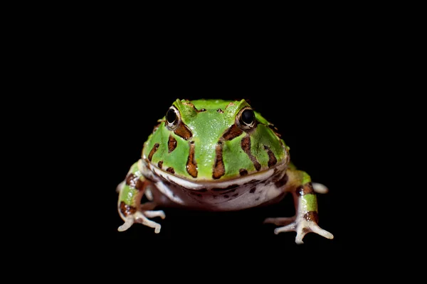 La rana cornuta brasiliana isolata sul nero — Foto Stock