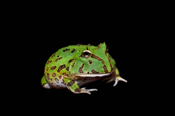The Brazilian horned frog isolated on black — Stock Photo, Image