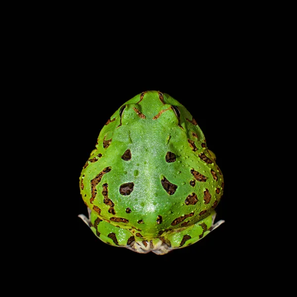 La rana cornuta brasiliana isolata sul nero — Foto Stock