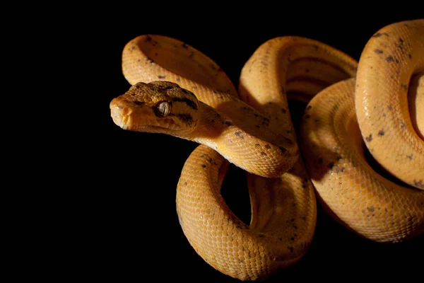 Red Amazon tree boa isolated on black — Stock Photo, Image