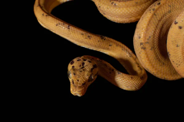 Boa roja del Amazonas aislada en negro —  Fotos de Stock