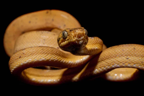 Boa roja del Amazonas aislada en negro — Foto de Stock