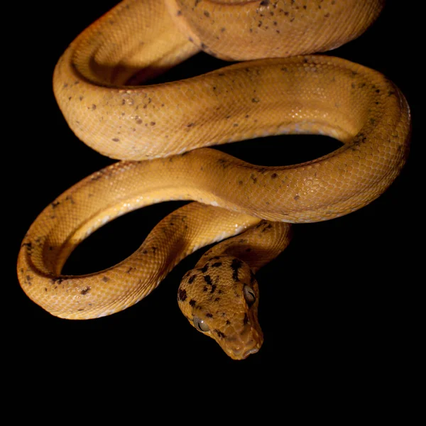 Boa roja del Amazonas aislada en negro —  Fotos de Stock