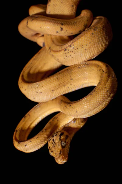 Red Amazon tree boa isolated on black — Stock Photo, Image