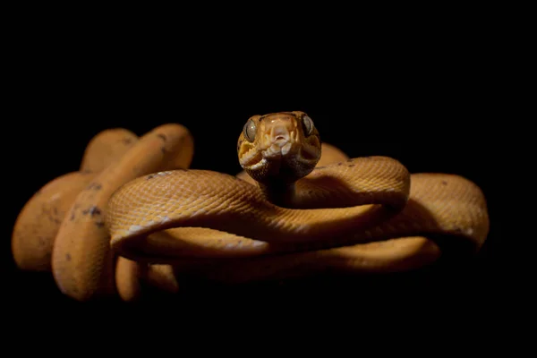 Red Amazon árvore boa isolado em preto — Fotografia de Stock