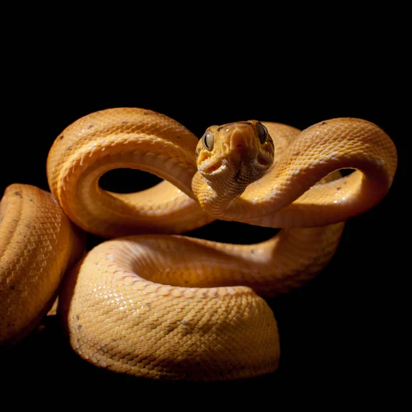 Red Amazon árvore boa isolado em preto — Fotografia de Stock