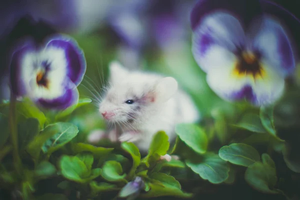 Rato branco, Mus musculus, em um jardim com pálidas — Fotografia de Stock