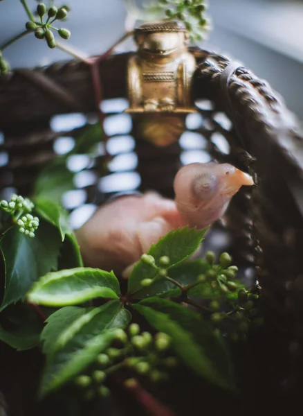 Malý novorozenec s růžovým nebo prstencovým hrdlem a rostlinami — Stock fotografie