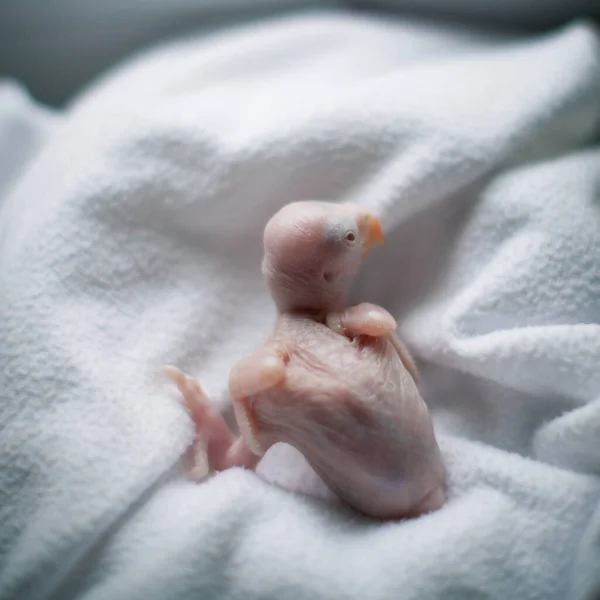 O periquito cor-de-rosa ou de pescoço anelado na prancha branca — Fotografia de Stock