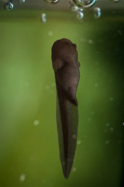 Бразильский рогатый головастик в воде — стоковое фото