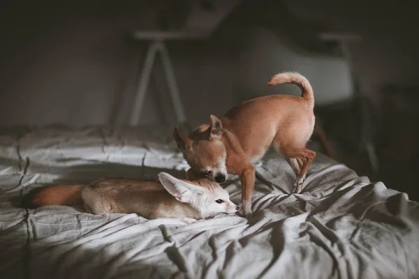 Muito Fennec filhote de raposa com cão chuhuahua — Fotografia de Stock