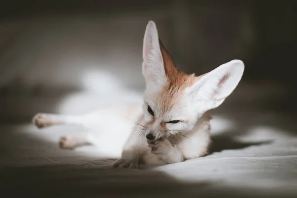Hübsches Fennec-Fuchsjunges auf braunem Rücken — Stockfoto
