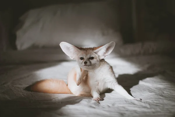 Bonito filhote de raposa Fennec em backgorund marrom — Fotografia de Stock