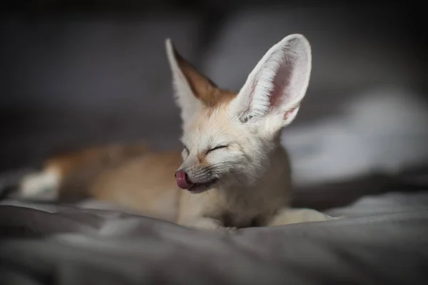 Söt Fennec räv unge på brun bakgård — Stockfoto