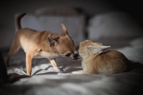 Csinos Fennec róka kölyök chuhuahua kutyával — Stock Fotó