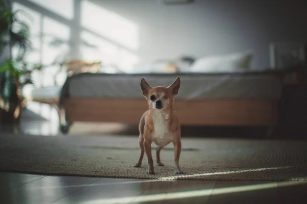 Chuahua pes bez očí, 12 let na trávě — Stock fotografie