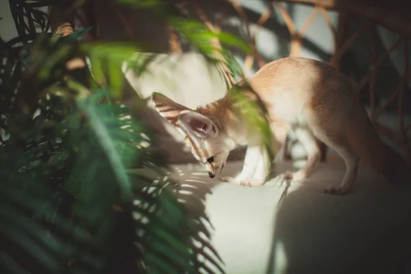 Sunny Pretty Fennec cachorro de zorro con plantas — Foto de Stock