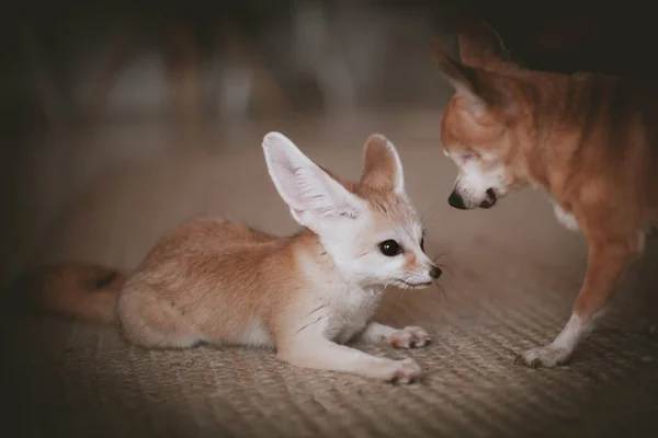 Bonito cachorro de zorro Fennec con perro chuhuahua — Foto de Stock