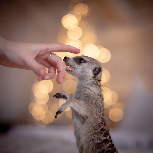 A szurikáta vagy suricate kölyök díszített szobában karácsonyfa. — Stock Fotó