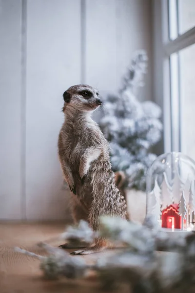 The meerkat or suricate cub, 8 mounths old — Stock Photo, Image