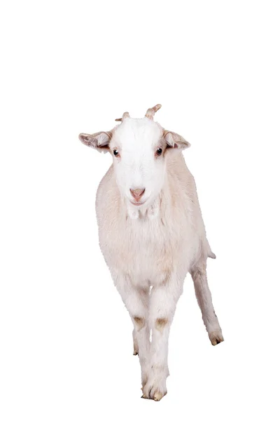 Bonita cabra branca isolada no fundo branco — Fotografia de Stock