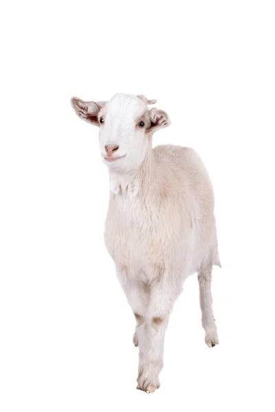 Beautiful white goat isolated on white background — Stock Photo, Image