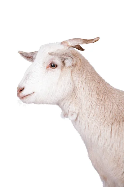 Красивая белая коза на белом фоне — стоковое фото