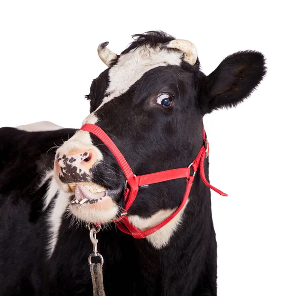 Black and white cow on white background — Stock Photo, Image