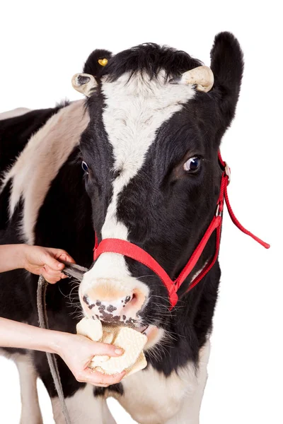 Vache noire et blanche sur fond blanc — Photo