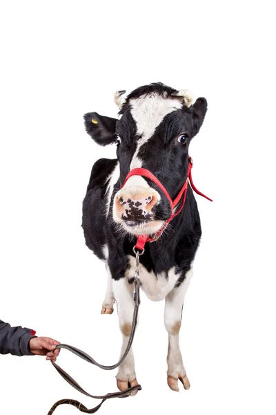 Black and white cow on white background — Stock Photo, Image