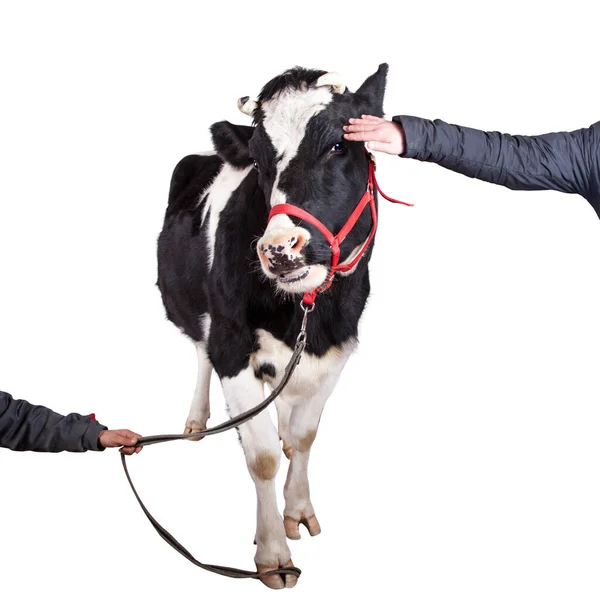 Black and white cow on white background — Stock Photo, Image