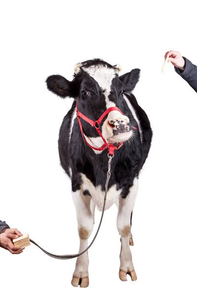 Black and white cow on white background — Stock Photo, Image