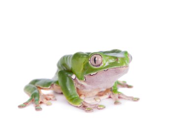 Giant leaf frog on white background clipart