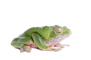 Beyaz arka plan üzerinde dev yaprak kurbağa
